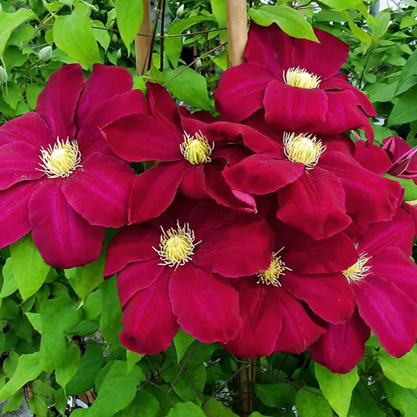 Клематис Хоши Но Фламенко р9 