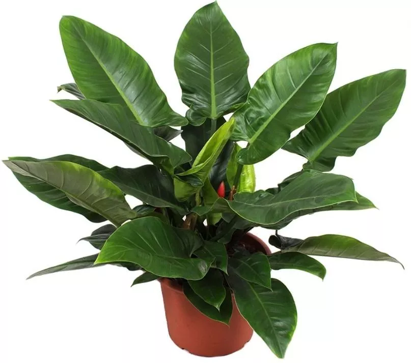 Филодендрон Империал Грин d19 h60 