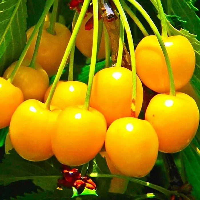 Черешня Янтарная средн v7 100-140 Tim 