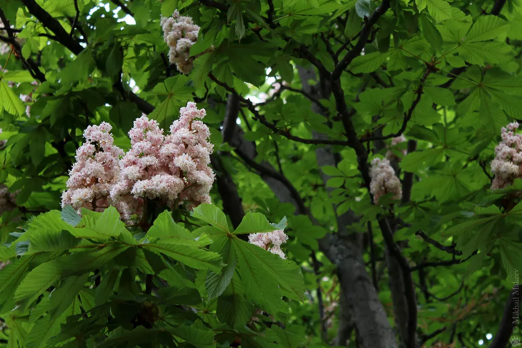 Каштан конский обыкновенный С5 ХР 