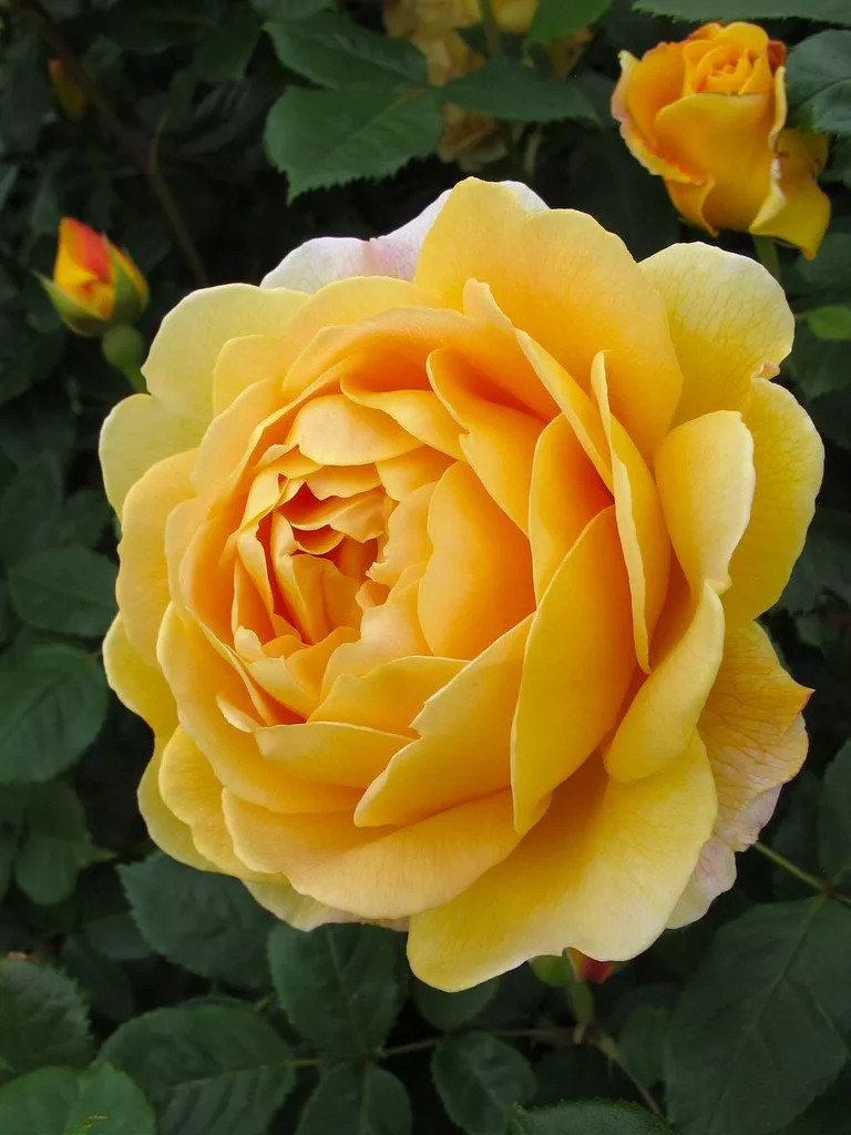 Роза шраб Голден Роуз в коробке ZP 