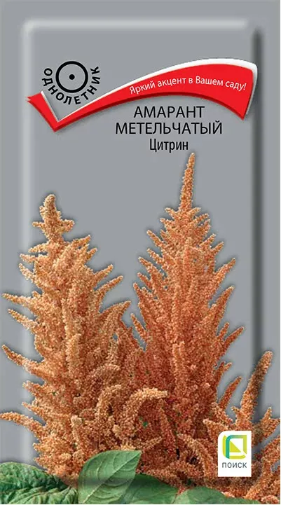 Семена Амарант метельчатый Цитрин 0,05  Поиск 