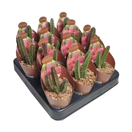 Стапелия Хирсута d7 h8 