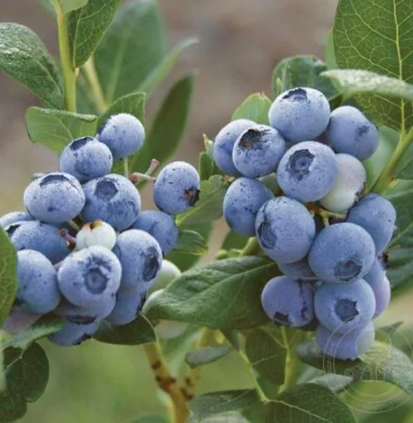 Голубика высокорослая Валор v2 ЦО 