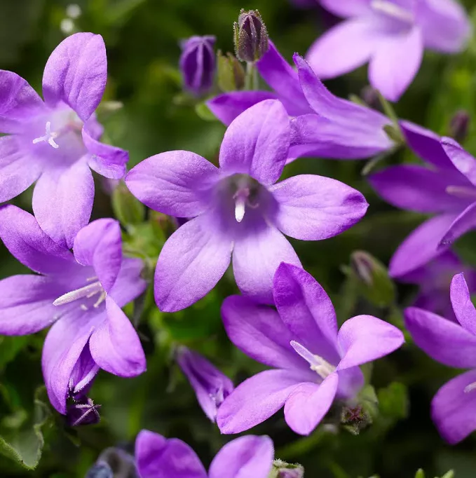 Колокольчик Портеншлага Клоквайз Компакт Дип Блю d12 ХР 