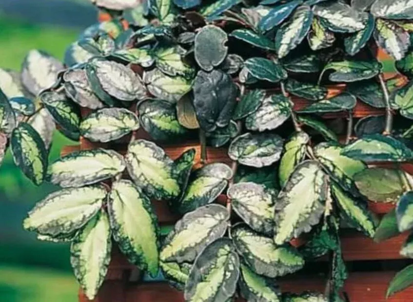 Пеллиония микс d8 h10 ХР 