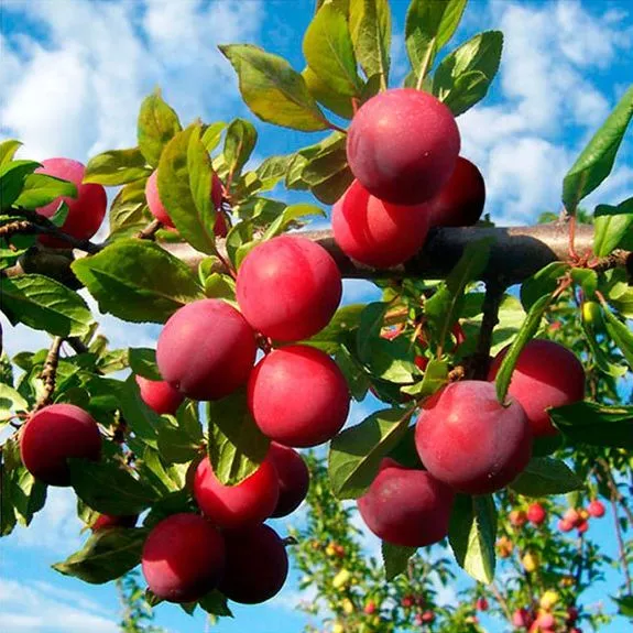 Сливово-вишневый гибрид Дальновосточная десертная v7 100-140 Lav 