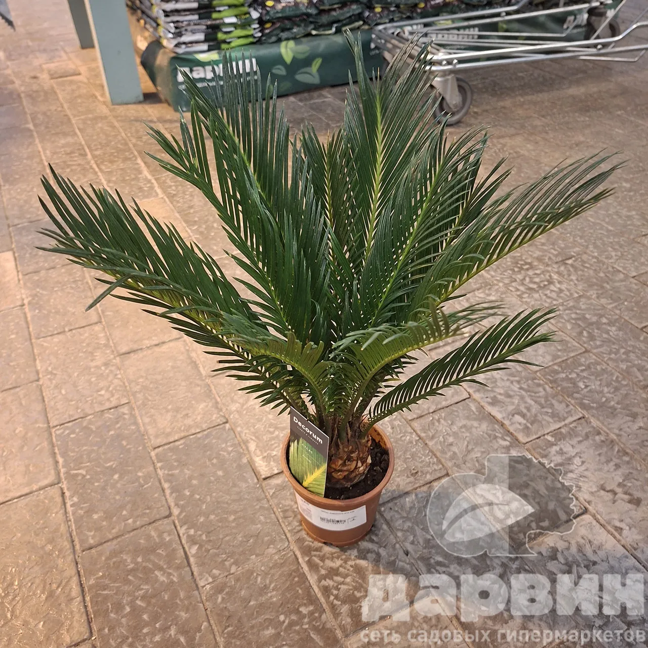 Цикас Революта d12 h45 