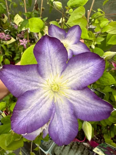 Клематис Ян Карски v2 Cl 