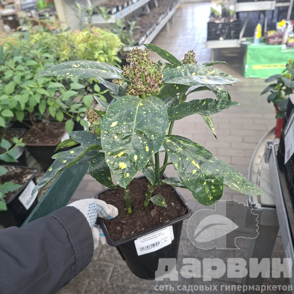 Аукуба японская Кротонифолиа v2 Lav 