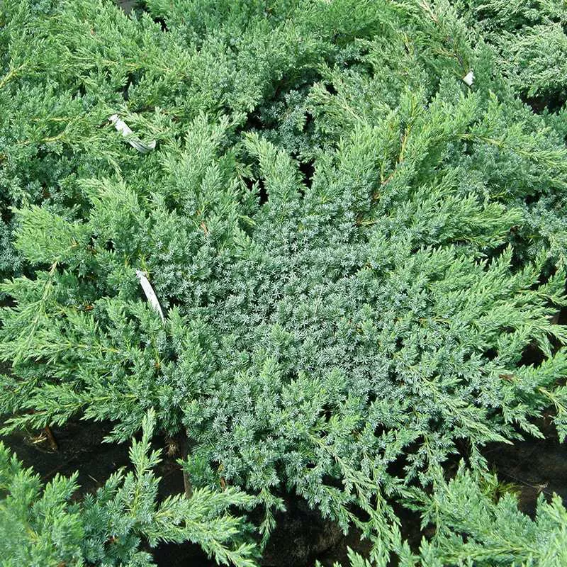 Можжевельник чешуйчатый Блю Свид v25 100-125 БОНСАЙ 