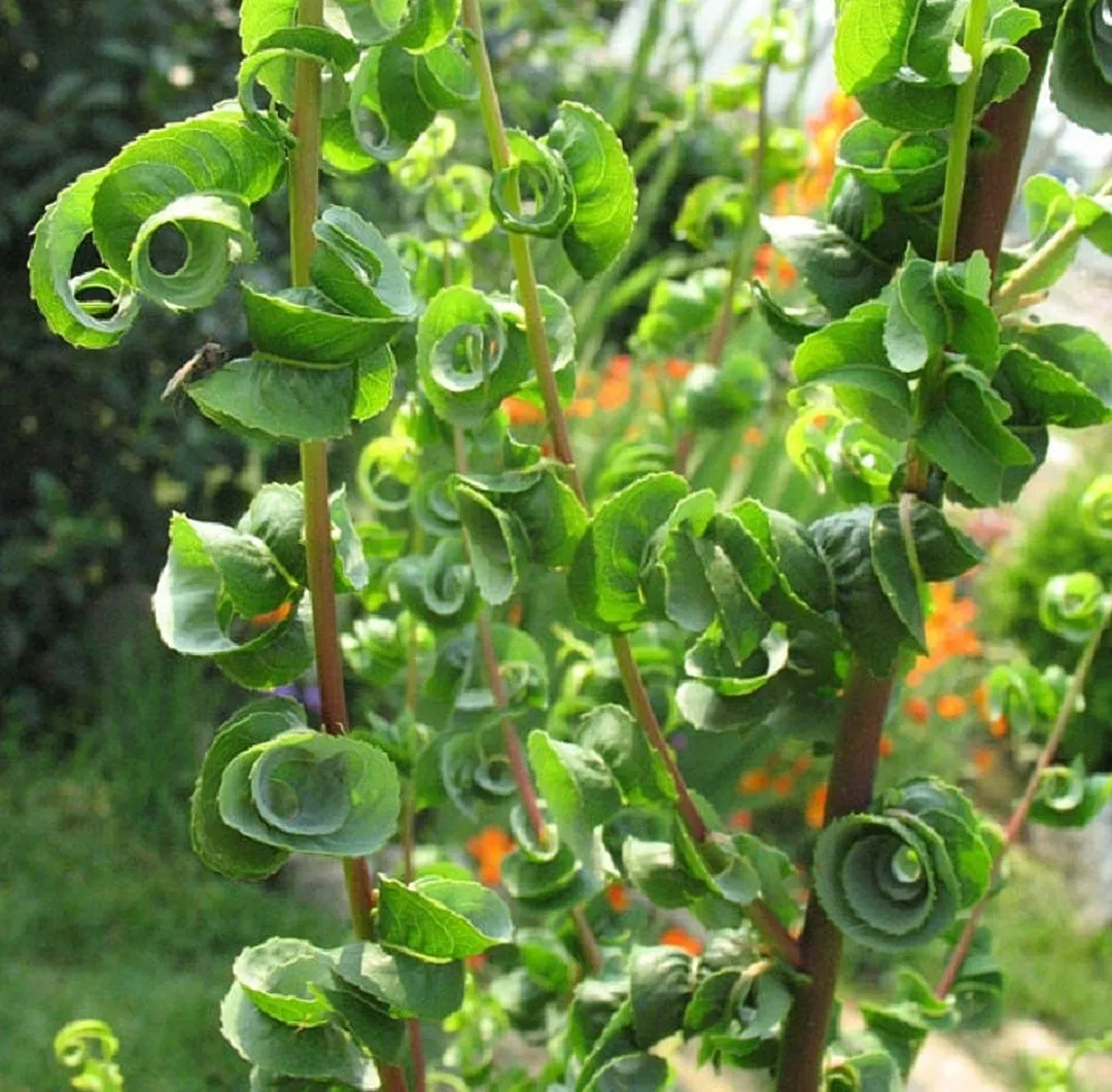 Ива вавилонская Криспа (V5л.Н60-80) (лист. ланцетовидные, скручен, спиралевидн) 