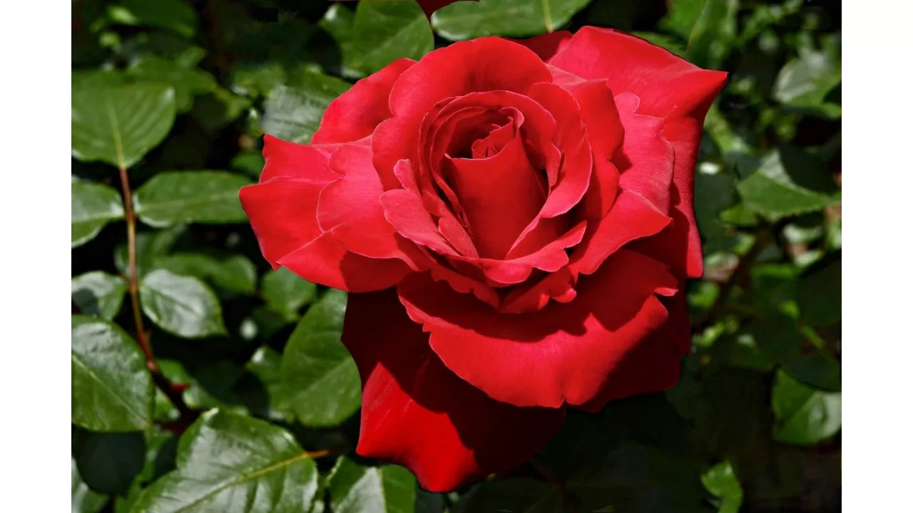 Роза чайно-гибридная Валентин v5 Lav 