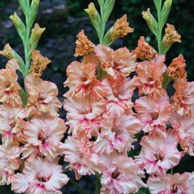 Луковица Гладиолус Кисси Риффл (Риффлед), 10шт/уп 