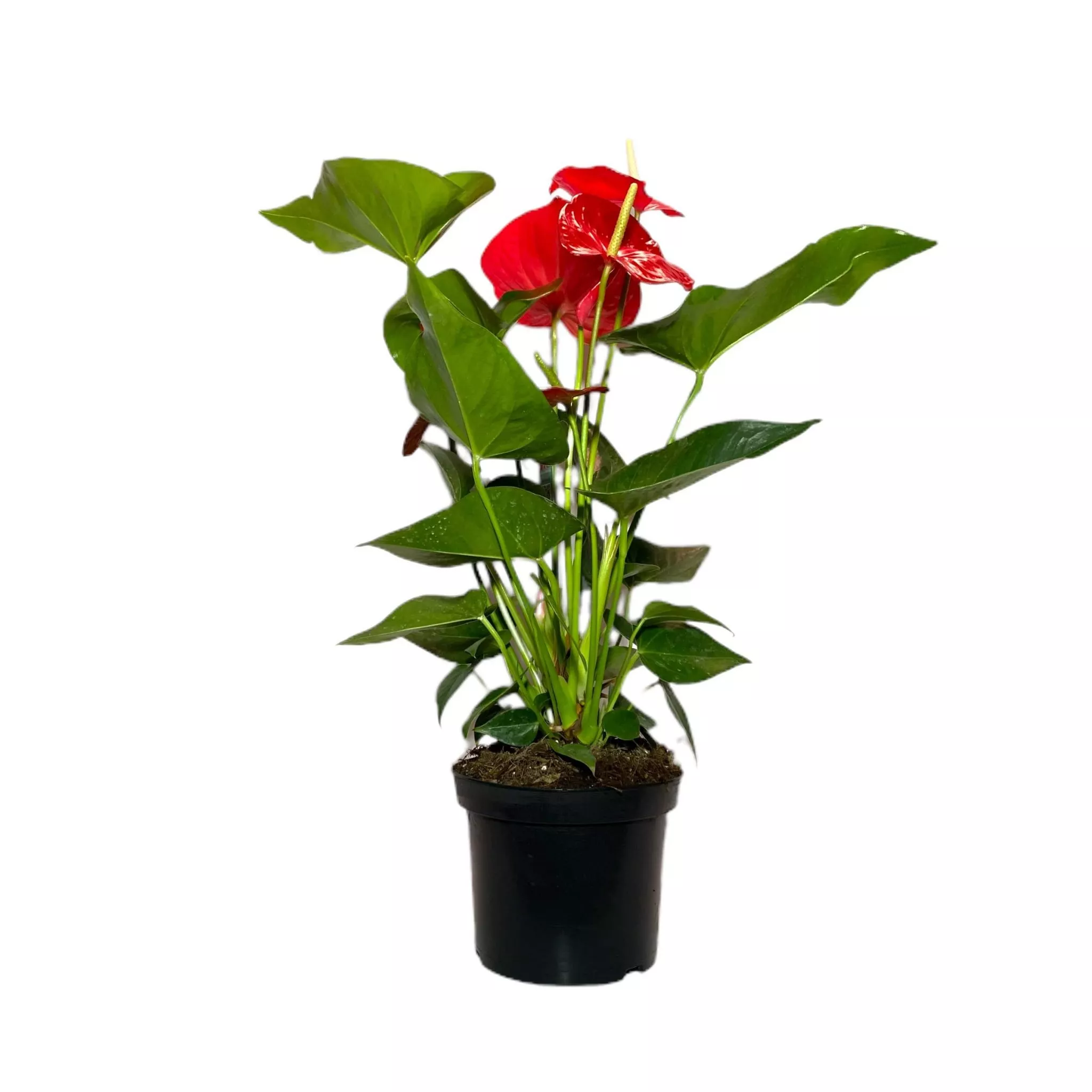 Антуриум Андреанум Миннесота d14 h50 