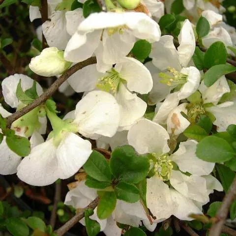 Айва cредняя Джет Трейл v15 30-40 YP 