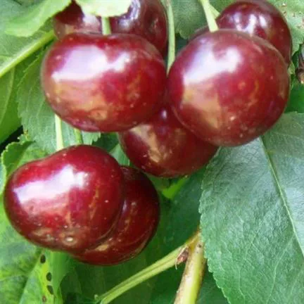 Вишня Апухтинская v7 100-120 Tim 