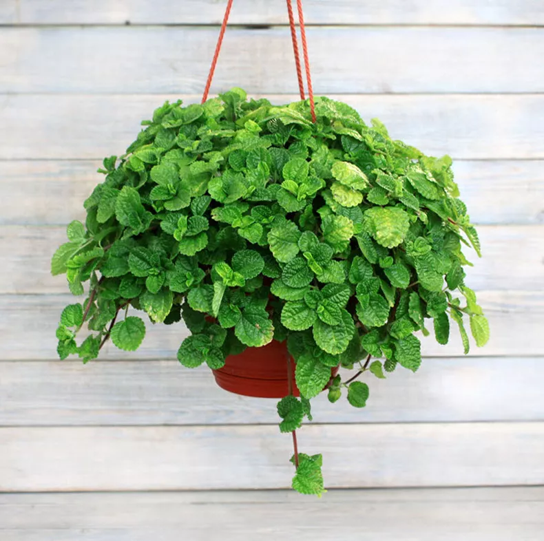 Пилея монетолистная кашпо d23 ХР 