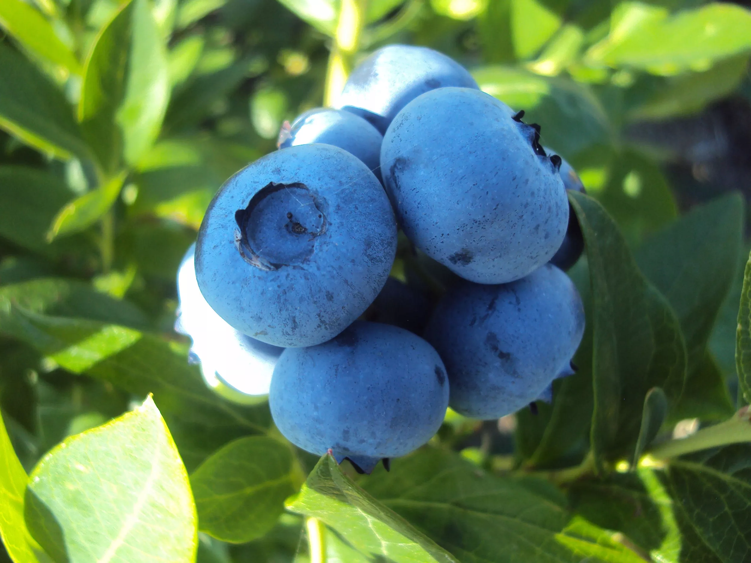 Голубика высокорослая Патриот v2 ЦО 