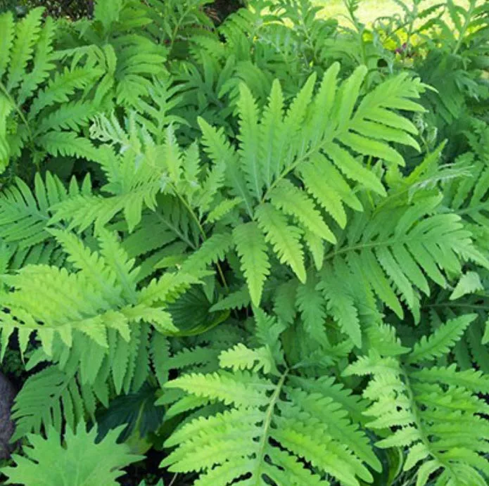 Корневище Папоротники Оноклея  чувствительная 1шт. Поиск 