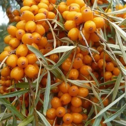 Облепиха Золотой початок v1 Tim 