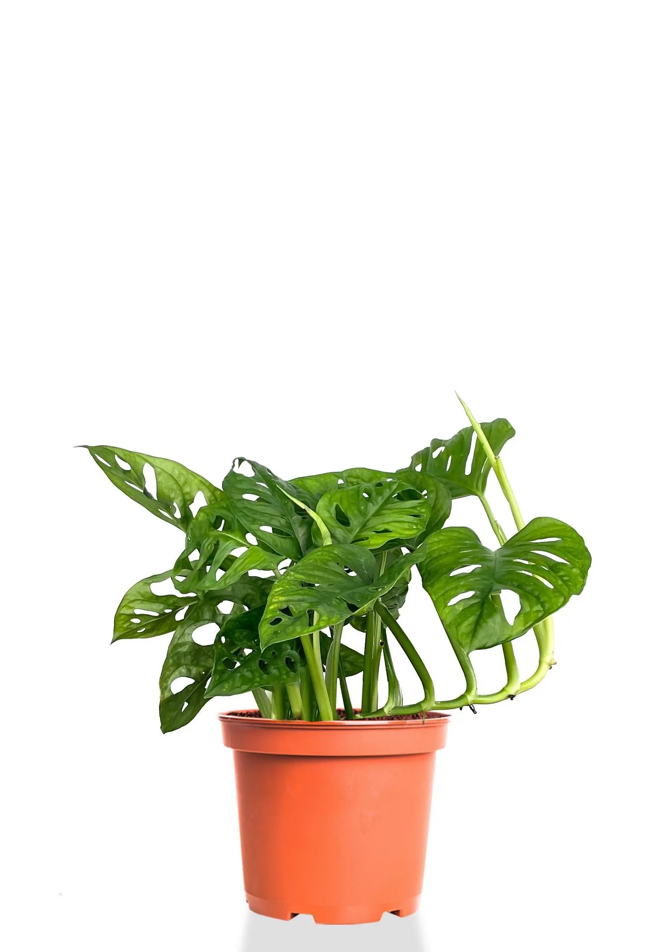 Монстера Манки Мэск d12 Tim 