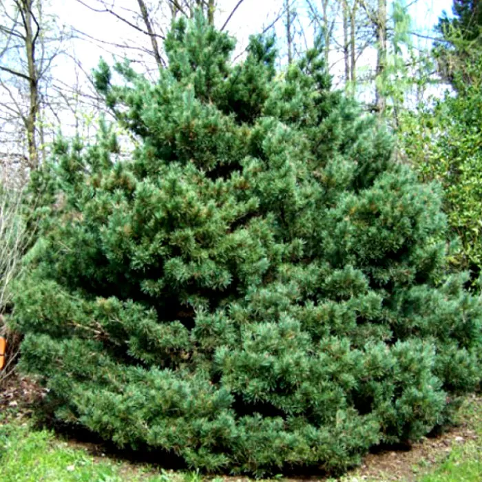 Растение сосна обыкновенная 'Watereri'# mB -30 40 