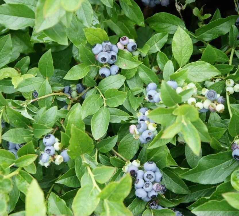 Голубика Норткантри v3 