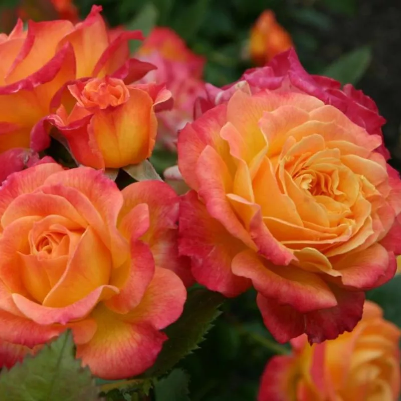 Роза спрей Сонора v5 Lav 