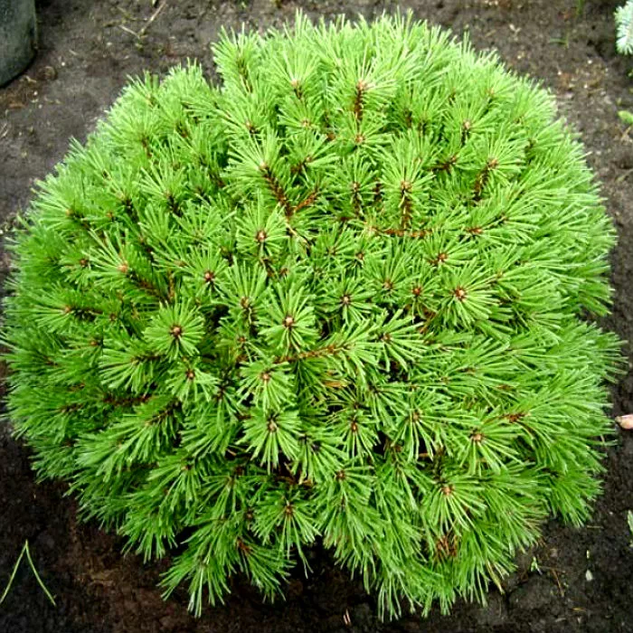 Растение сосна горная Бенджамин с2-3 3-летка Yos 