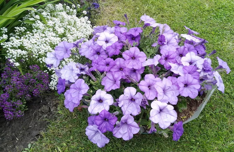 Петуния ампельная Ивнинг Сенсейшион голубая D23 ПВ 