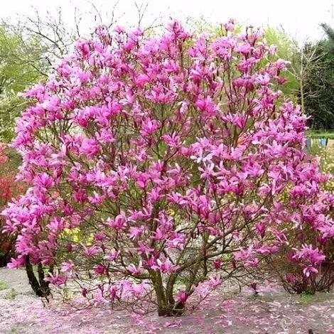 Магнолия Сьюзен v7,5 h80-100 Lav 