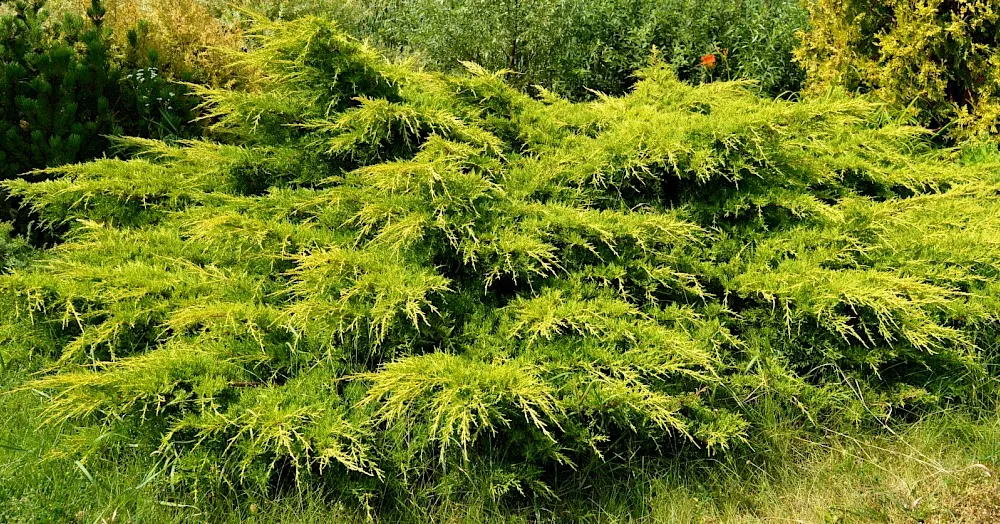 Можжевельник средний Пфитцериана Глаука 100-120 ПВ 