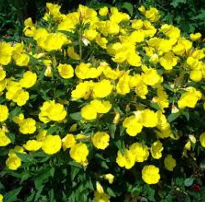 Энотера v1,5 Push 