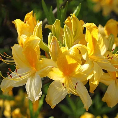 Азалия гибридная Понтика с45 Ks 