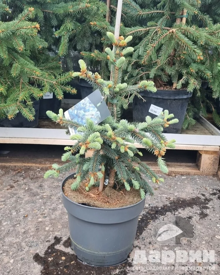 Ель обыкновенная Инверса 40-50 cm Mt 