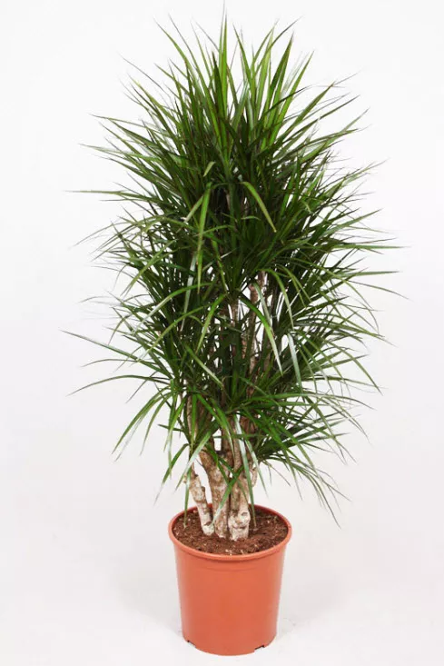 Драцена Маргината d19 h80 