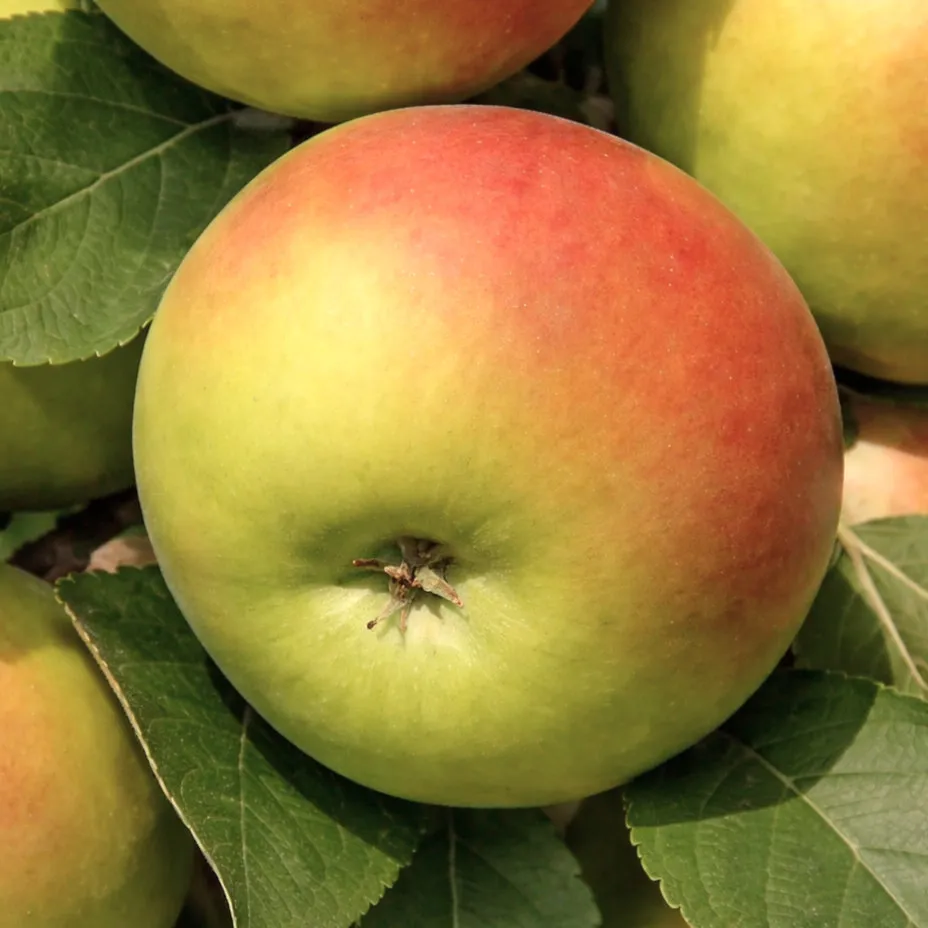 Яблоня колоновидная Каскад 40-60 Tim