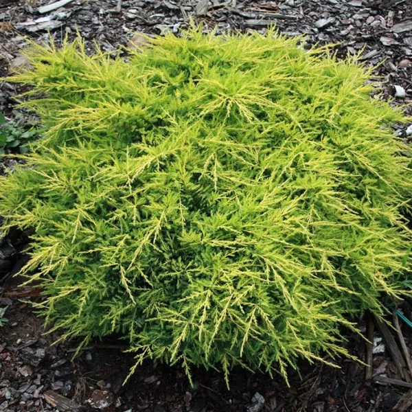 Можжевельник средний "Голдкиссен" 25-30см с2 