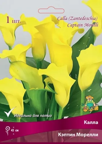 Корневище Клубень Калла Кэптин Морелли 1 шт Поиск 