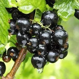 Смородина Сокровище черн v2 Tim 