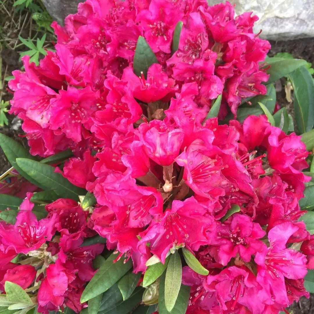 Рододендрон Дабл Кисс v2 Tim 