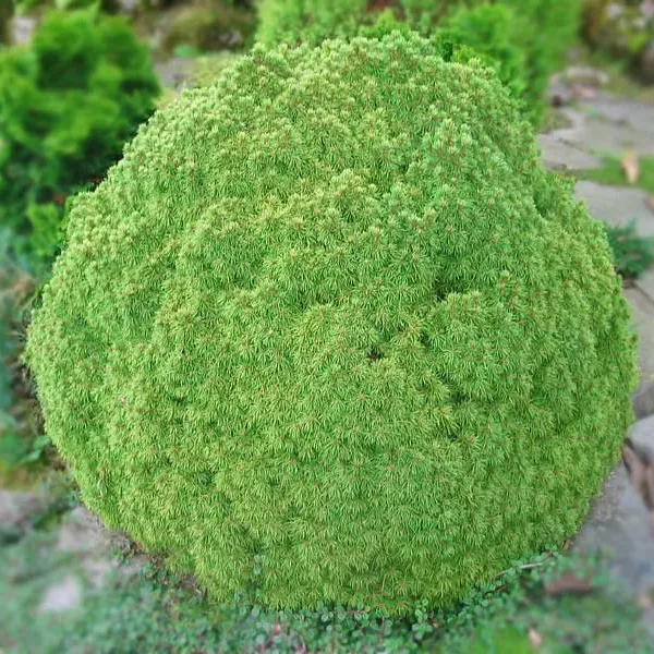 Ель канадская Альберта глоб v15 60-80 