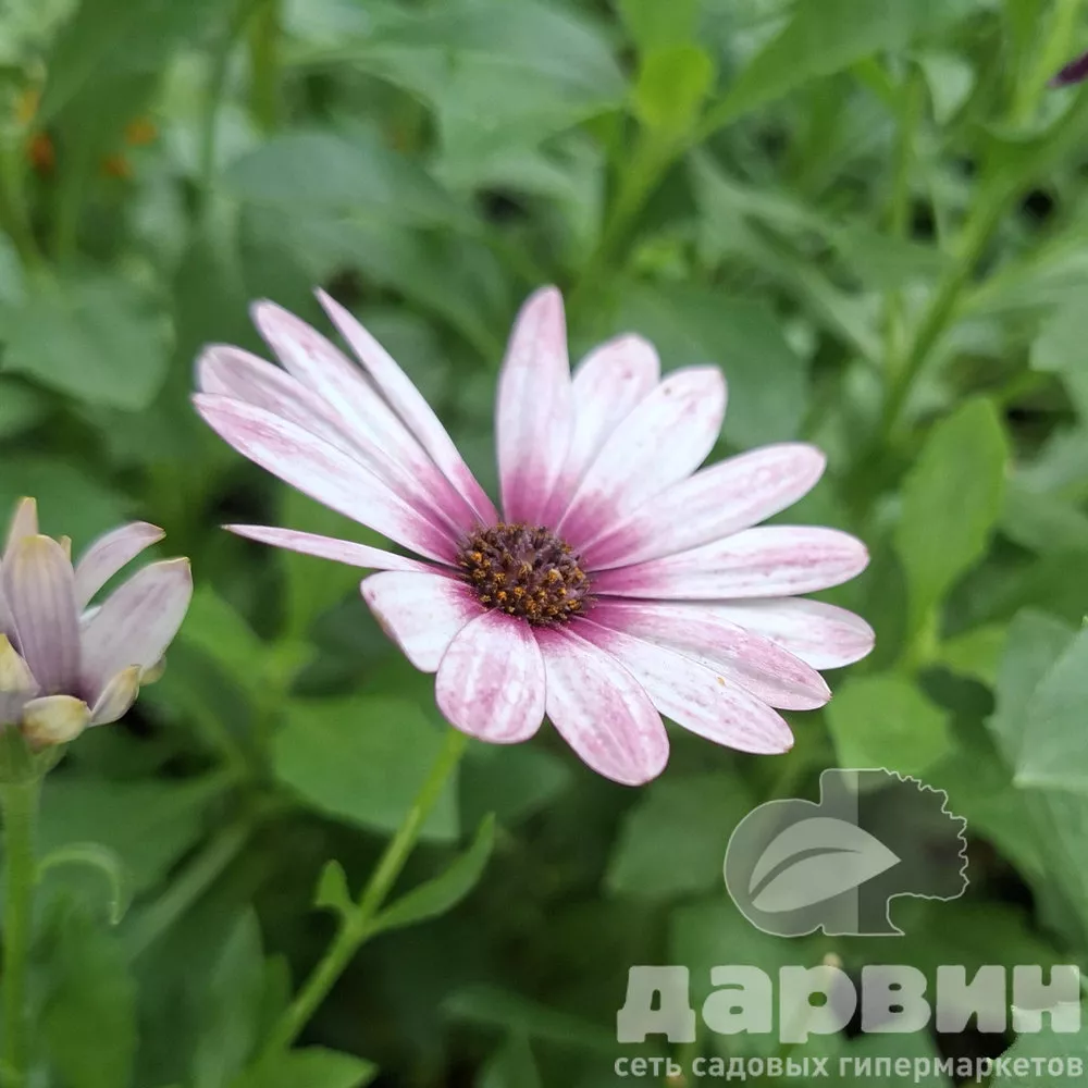 Остеоспермум d 13 bix 