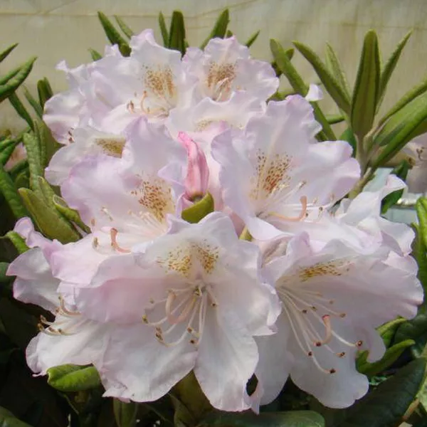 Рододендрон гибридный Ст. Михаэль С5 