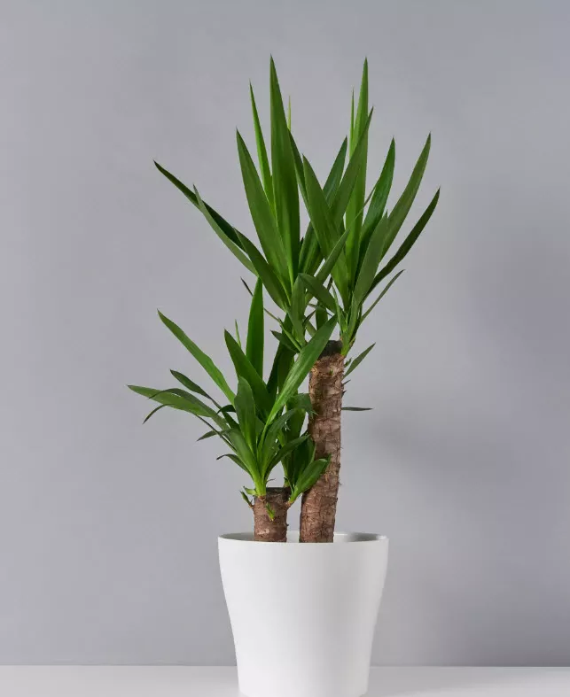 Юкка 2 ств d17 h75 