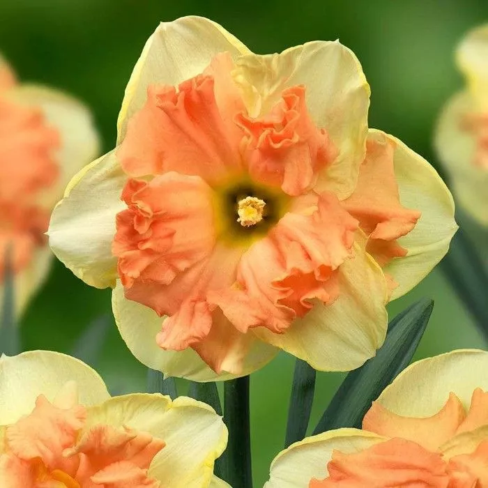 Луковица Нарцисс Ванилла Пич 12-14, 5 шт/уп 