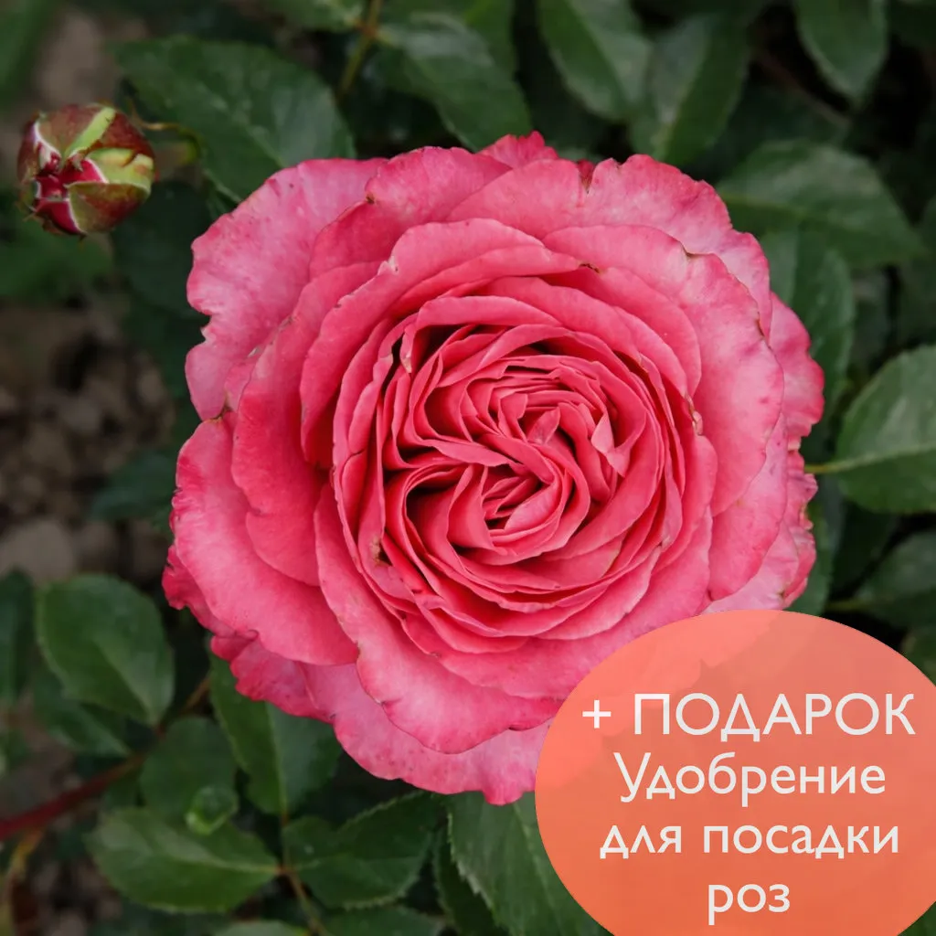 Роза чайно гибридная Олл фо Лав  в коробке Биосфера 