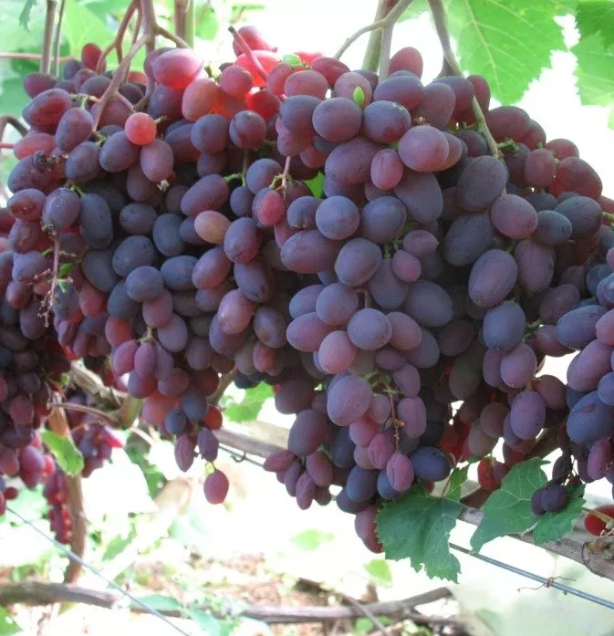 Виноград плодовый Кишмиш Запорожский фиолет v5 Tim 