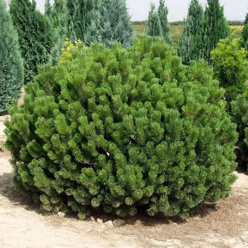 Сосна горная Пумилио Р17/15-20 Tw 